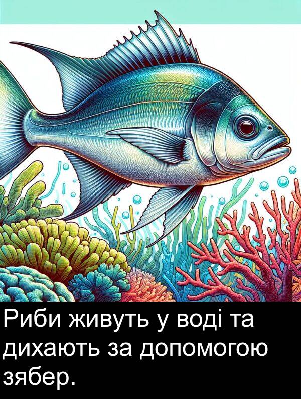 дихають: Риби живуть у воді та дихають за допомогою зябер.