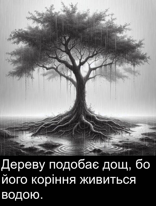 його: Дереву подобає дощ, бо його коріння живиться водою.