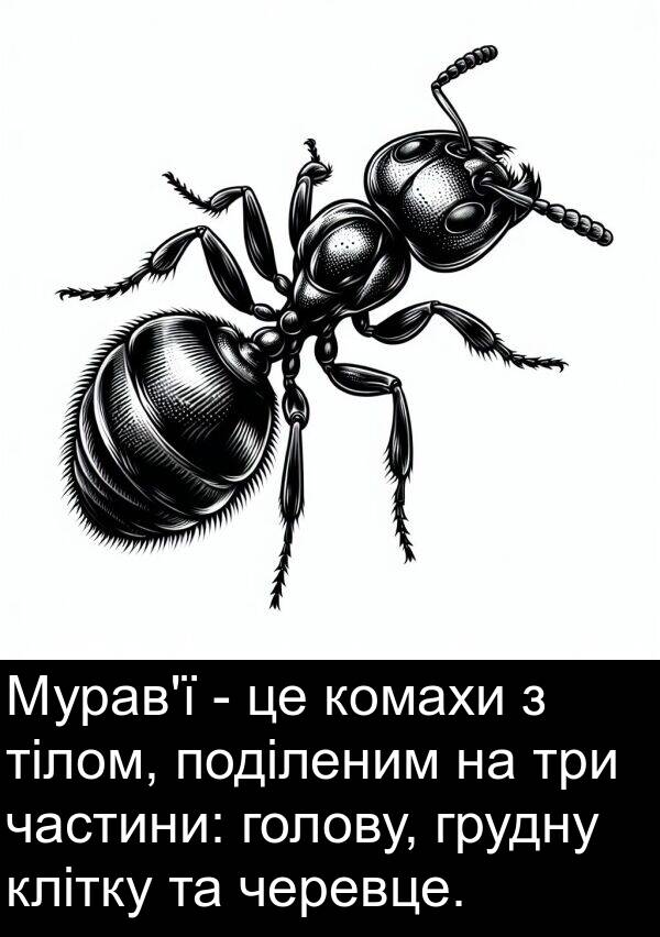 голову: Мурав'ї - це комахи з тілом, поділеним на три частини: голову, грудну клітку та черевце.