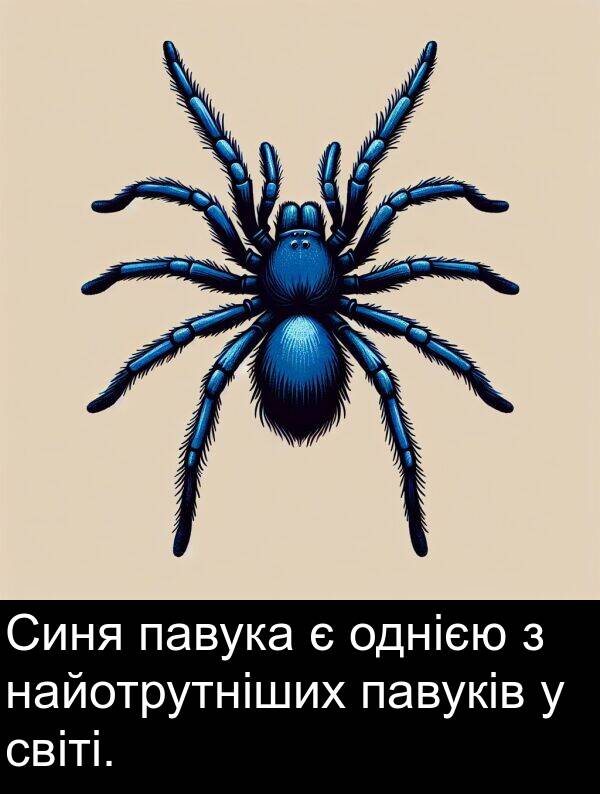 павуків: Синя павука є однією з найотрутніших павуків у світі.