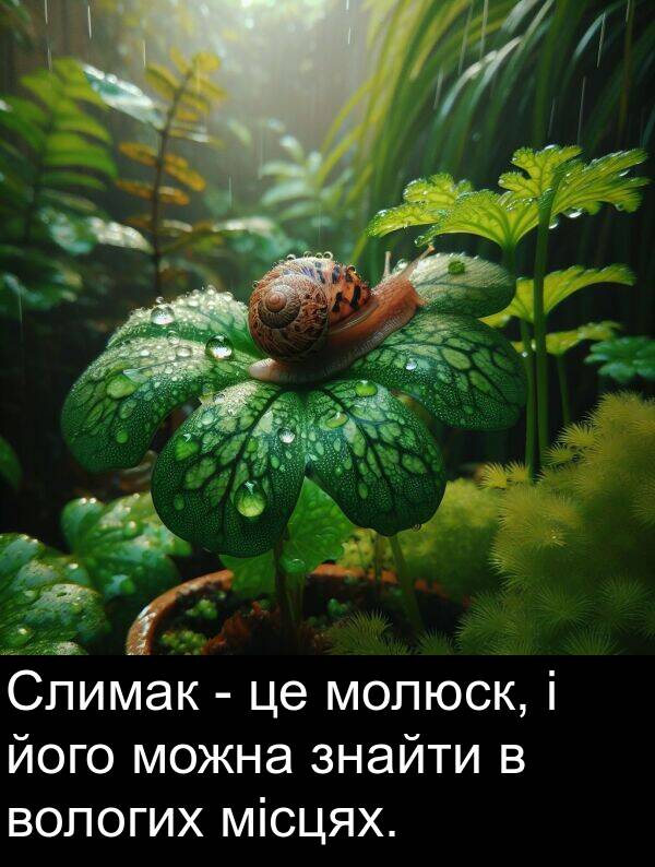 місцях: Слимак - це молюск, і його можна знайти в вологих місцях.