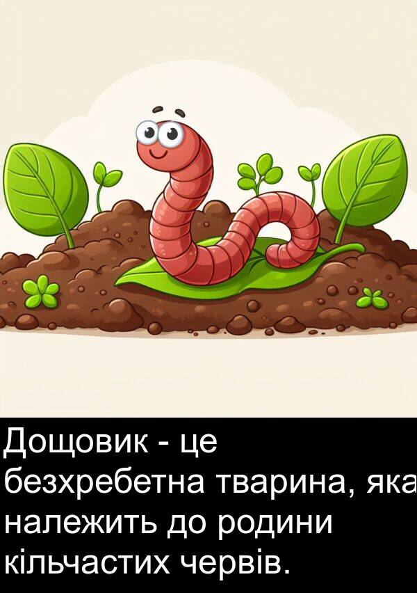 кільчастих: Дощовик - це безхребетна тварина, яка належить до родини кільчастих червів.