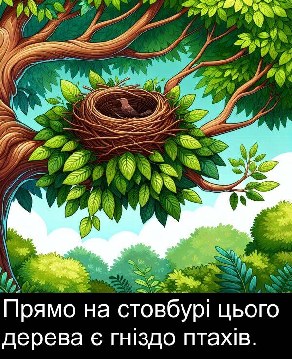 дерева: Прямо на стовбурі цього дерева є гніздо птахів.