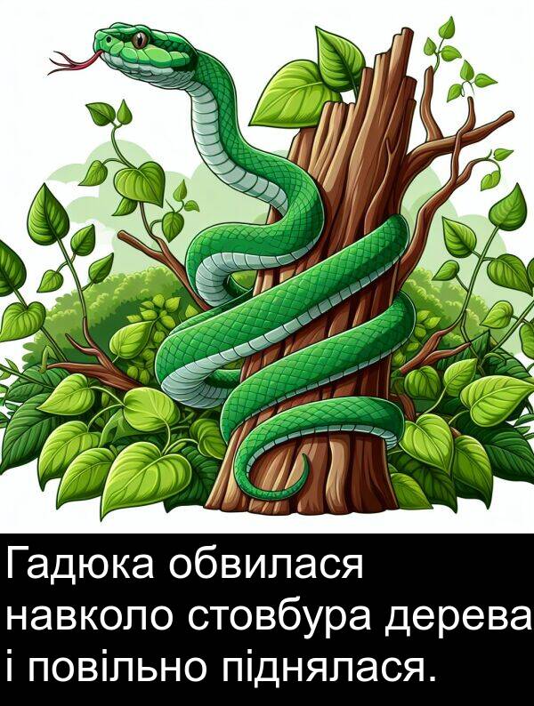 піднялася: Гадюка обвилася навколо стовбура дерева і повільно піднялася.