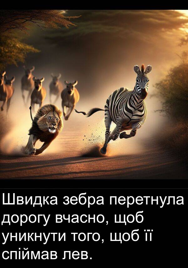 того: Швидка зебра перетнула дорогу вчасно, щоб уникнути того, щоб її спіймав лев.