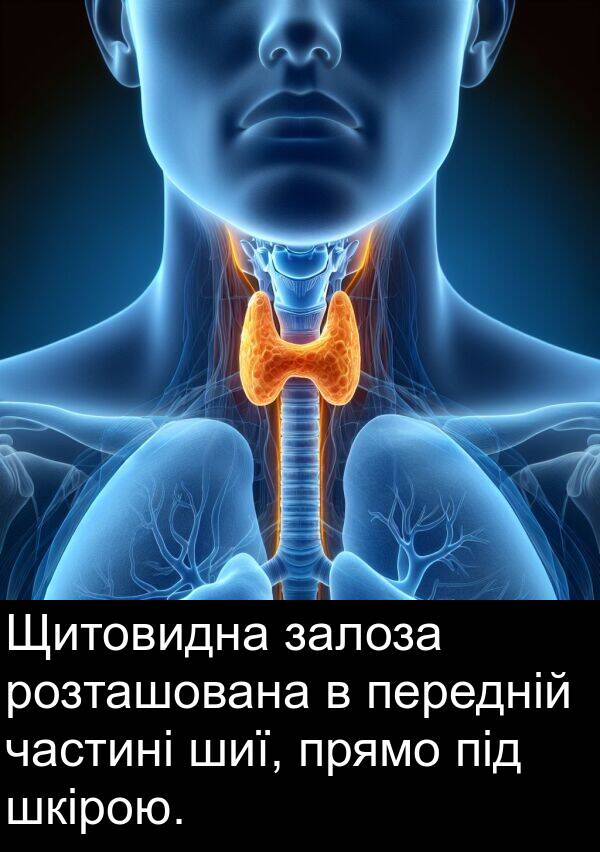 залоза: Щитовидна залоза розташована в передній частині шиї, прямо під шкірою.