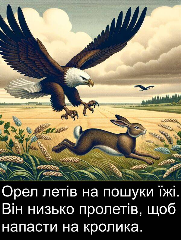 їжі: Орел летів на пошуки їжі. Він низько пролетів, щоб напасти на кролика.