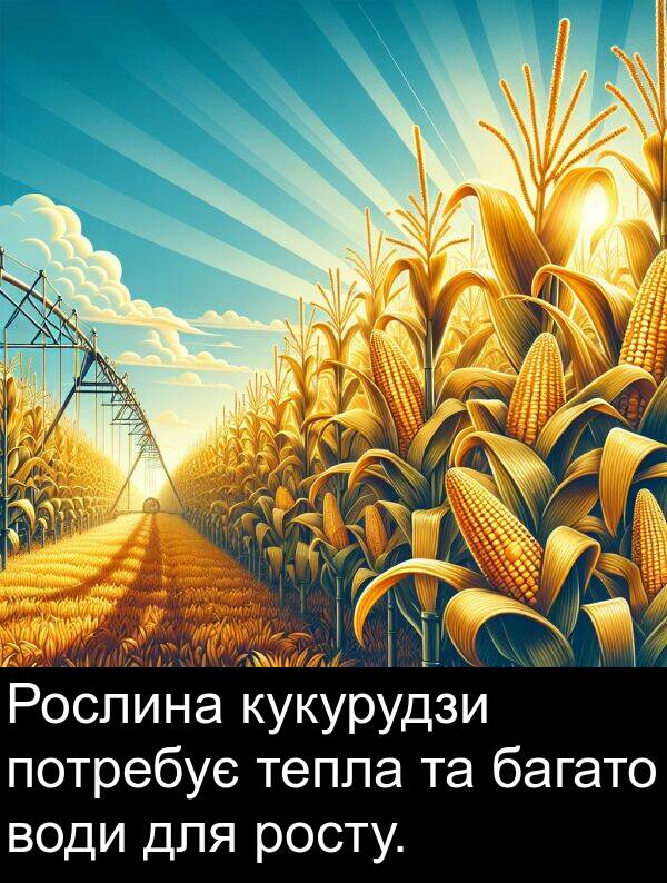 тепла: Рослина кукурудзи потребує тепла та багато води для росту.