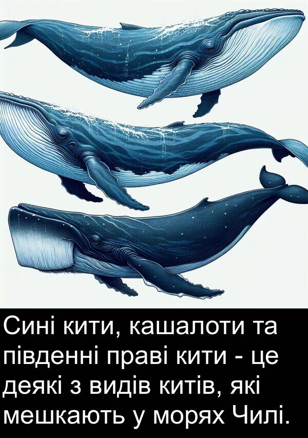 деякі: Сині кити, кашалоти та південні праві кити - це деякі з видів китів, які мешкають у морях Чилі.