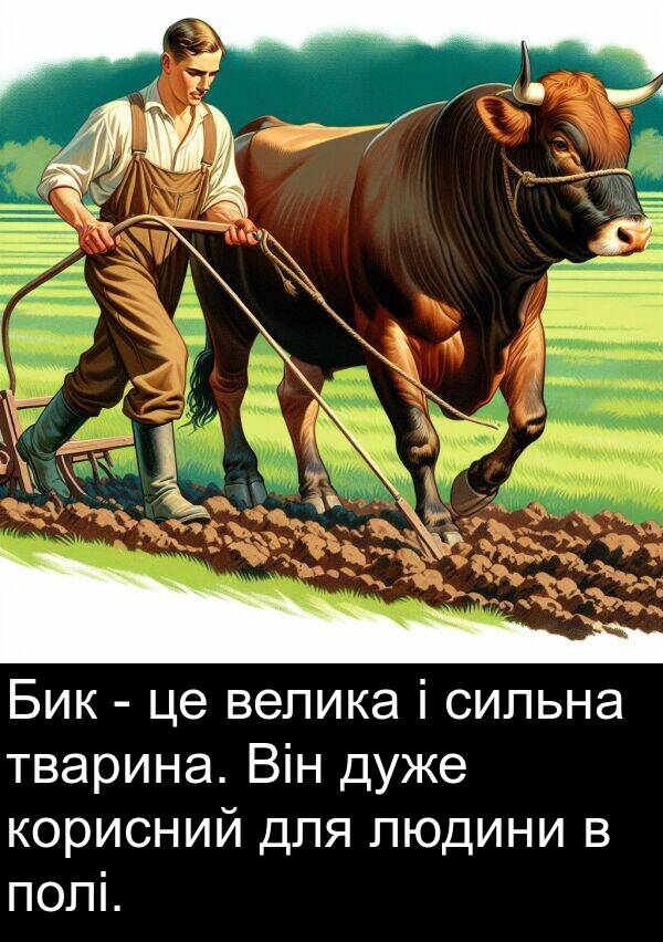 тварина: Бик - це велика і сильна тварина. Він дуже корисний для людини в полі.