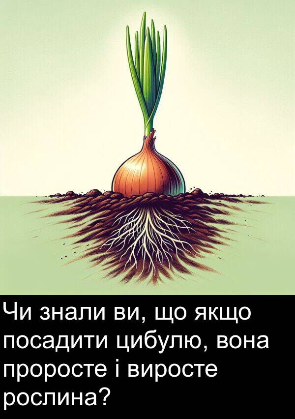 цибулю: Чи знали ви, що якщо посадити цибулю, вона проросте і виросте рослина?