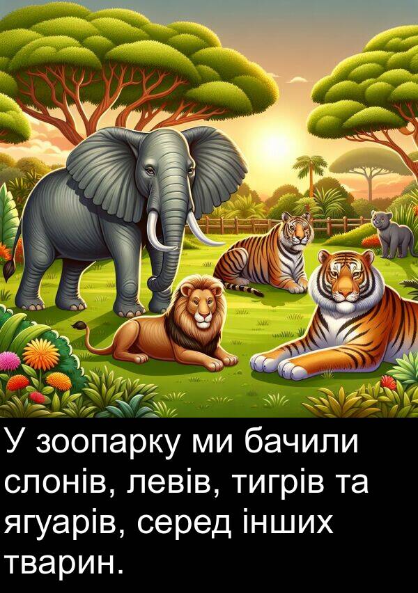 ягуарів: У зоопарку ми бачили слонів, левів, тигрів та ягуарів, серед інших тварин.