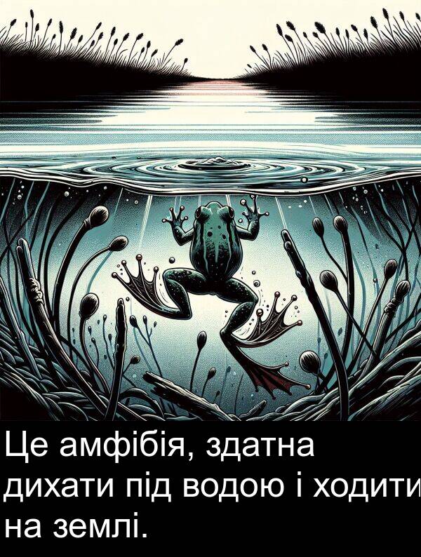 дихати: Це амфібія, здатна дихати під водою і ходити на землі.