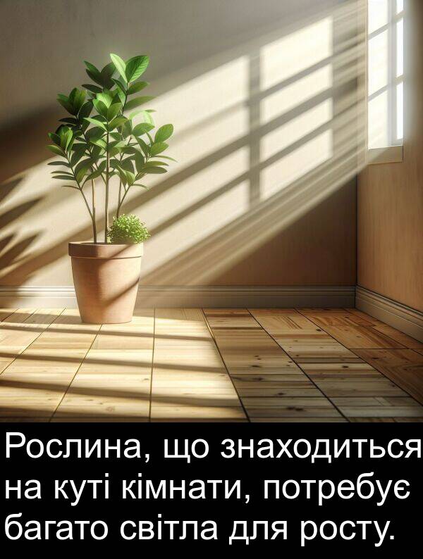 багато: Рослина, що знаходиться на куті кімнати, потребує багато світла для росту.