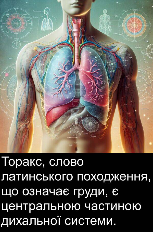 дихальної: Торакс, слово латинського походження, що означає груди, є центральною частиною дихальної системи.