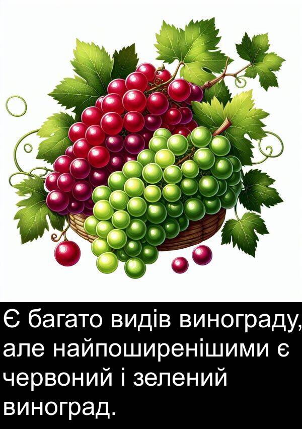 найпоширенішими: Є багато видів винограду, але найпоширенішими є червоний і зелений виноград.