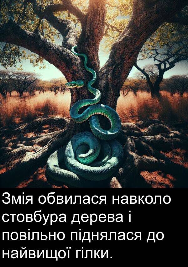 піднялася: Змія обвилася навколо стовбура дерева і повільно піднялася до найвищої гілки.