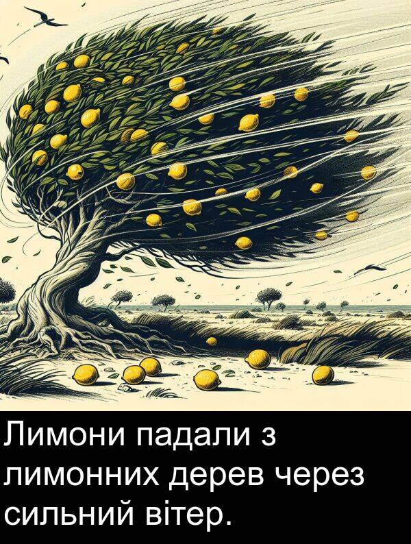 дерев: Лимони падали з лимонних дерев через сильний вітер.