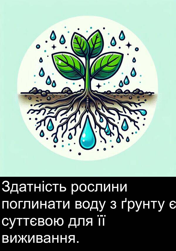 ґрунту: Здатність рослини поглинати воду з ґрунту є суттєвою для її виживання.