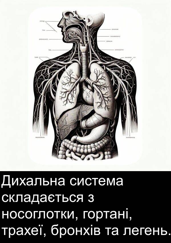 легень: Дихальна система складається з носоглотки, гортані, трахеї, бронхів та легень.