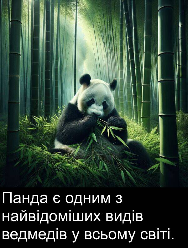 світі: Панда є одним з найвідоміших видів ведмедів у всьому світі.