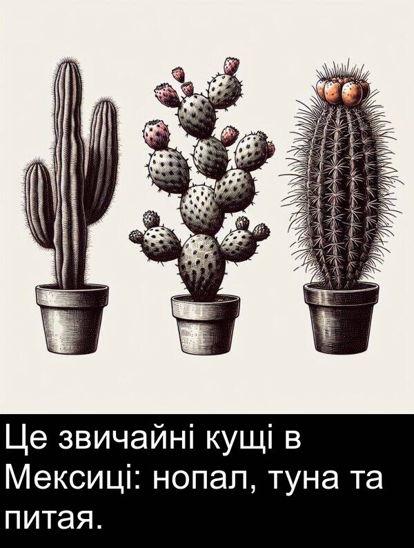 туна: Це звичайні кущі в Мексиці: нопал, туна та питая.