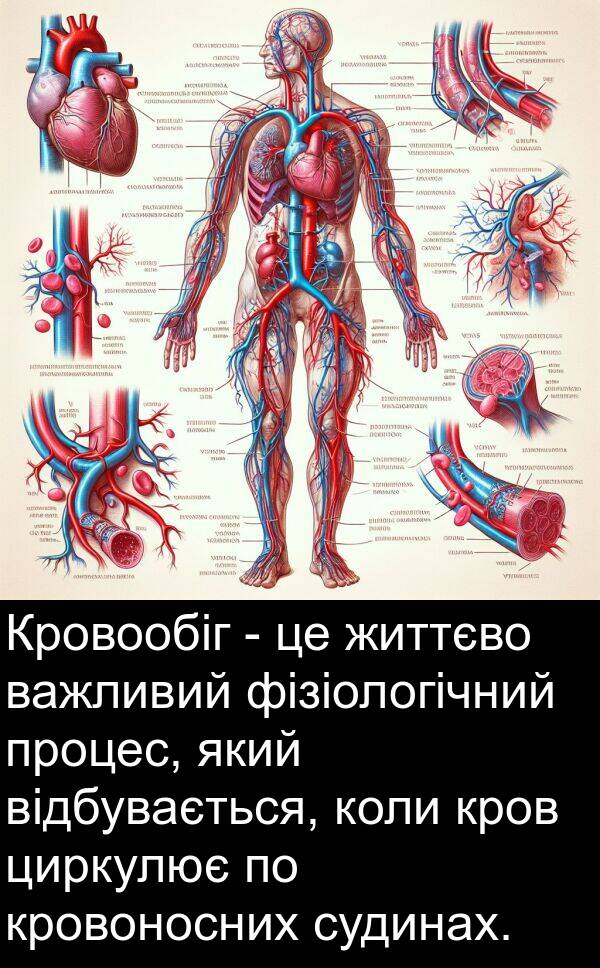 фізіологічний: Кровообіг - це життєво важливий фізіологічний процес, який відбувається, коли кров циркулює по кровоносних судинах.