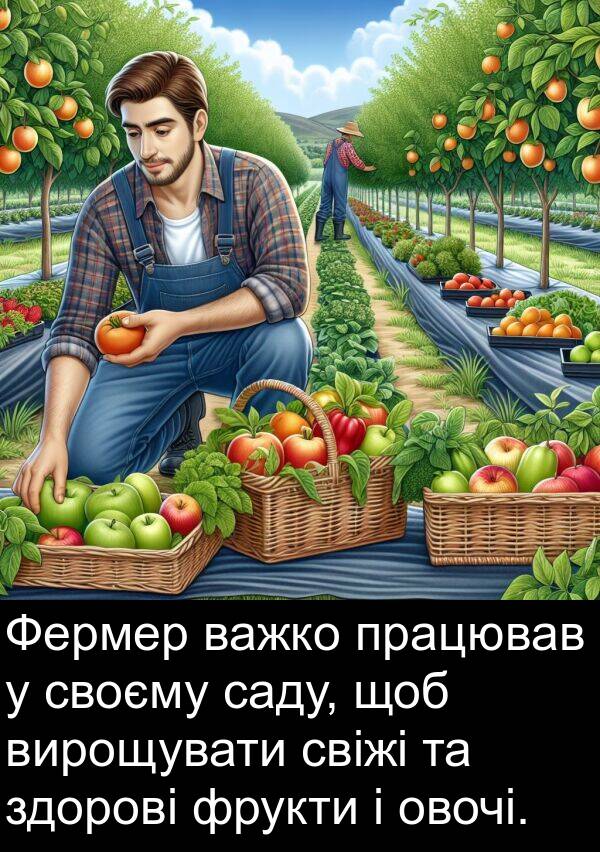свіжі: Фермер важко працював у своєму саду, щоб вирощувати свіжі та здорові фрукти і овочі.