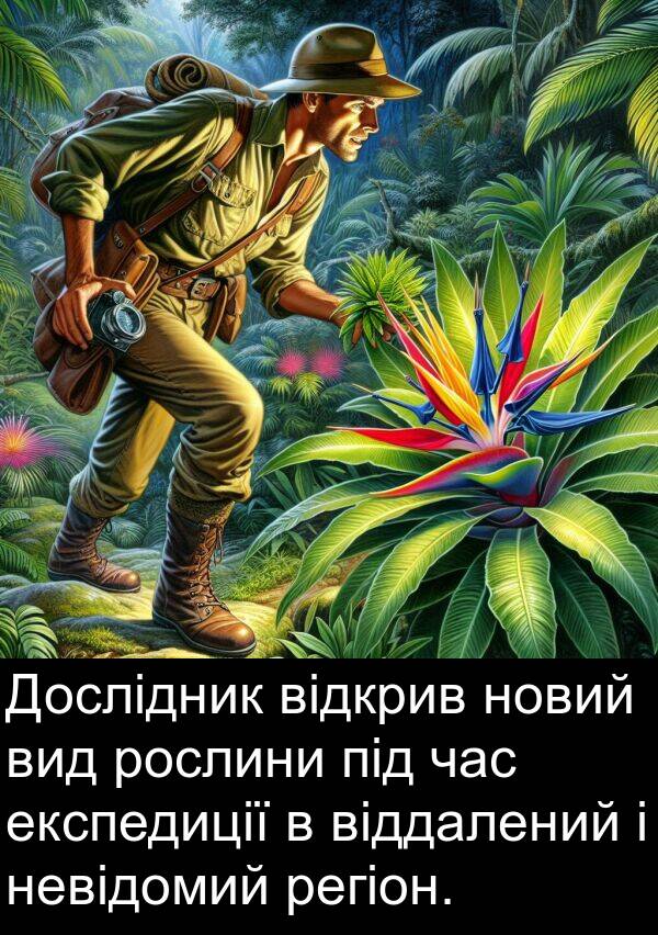 регіон: Дослідник відкрив новий вид рослини під час експедиції в віддалений і невідомий регіон.