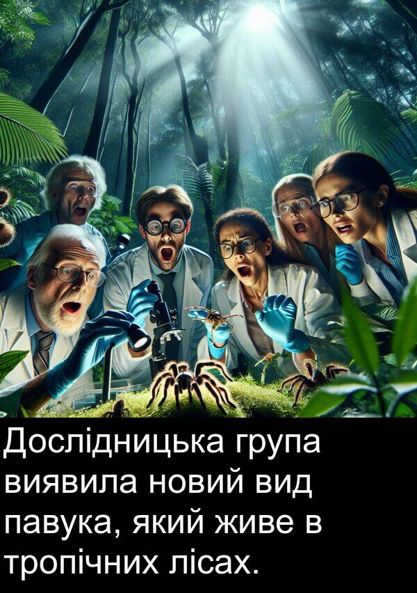 павука: Дослідницька група виявила новий вид павука, який живе в тропічних лісах.