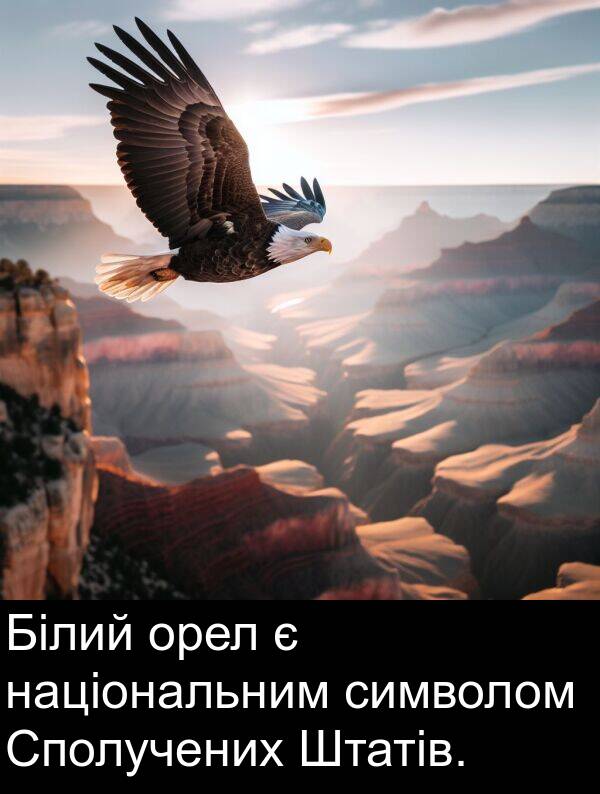 орел: Білий орел є національним символом Сполучених Штатів.