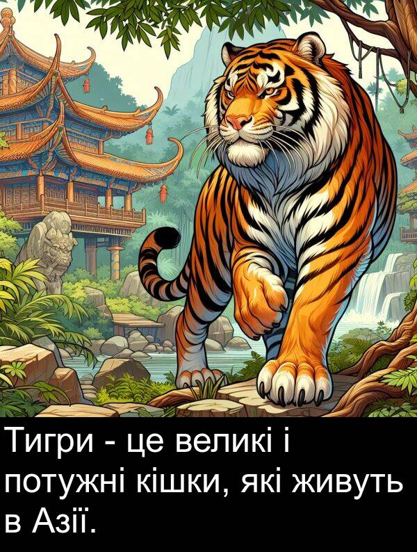 кішки: Тигри - це великі і потужні кішки, які живуть в Азії.