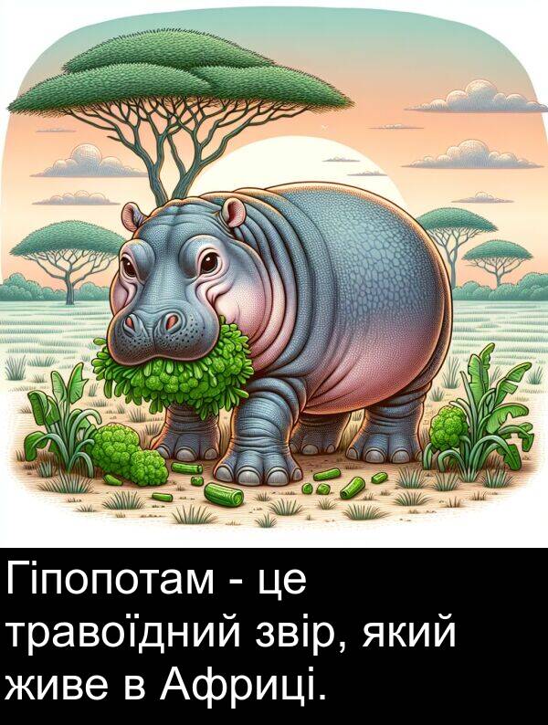 живе: Гіпопотам - це травоїдний звір, який живе в Африці.