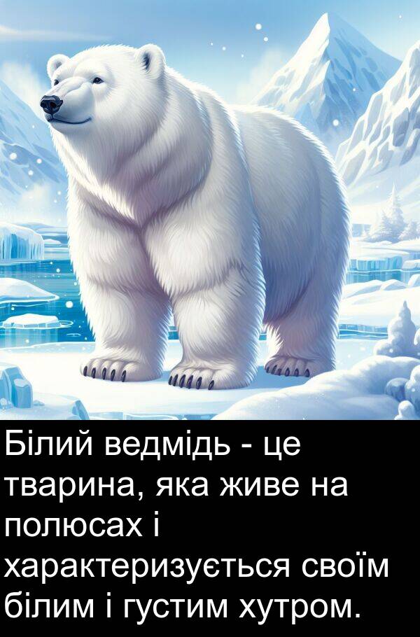 тварина: Білий ведмідь - це тварина, яка живе на полюсах і характеризується своїм білим і густим хутром.