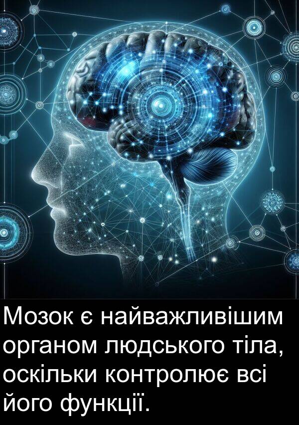 людського: Мозок є найважливішим органом людського тіла, оскільки контролює всі його функції.