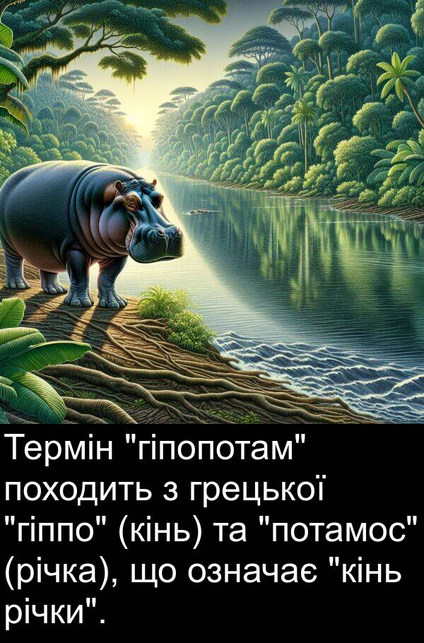 річки: Термін "гіпопотам" походить з грецької "гіппо" (кінь) та "потамос" (річка), що означає "кінь річки".