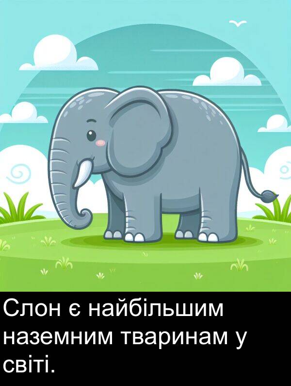 світі: Слон є найбільшим наземним тваринам у світі.