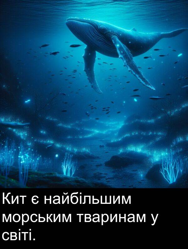 світі: Кит є найбільшим морським тваринам у світі.