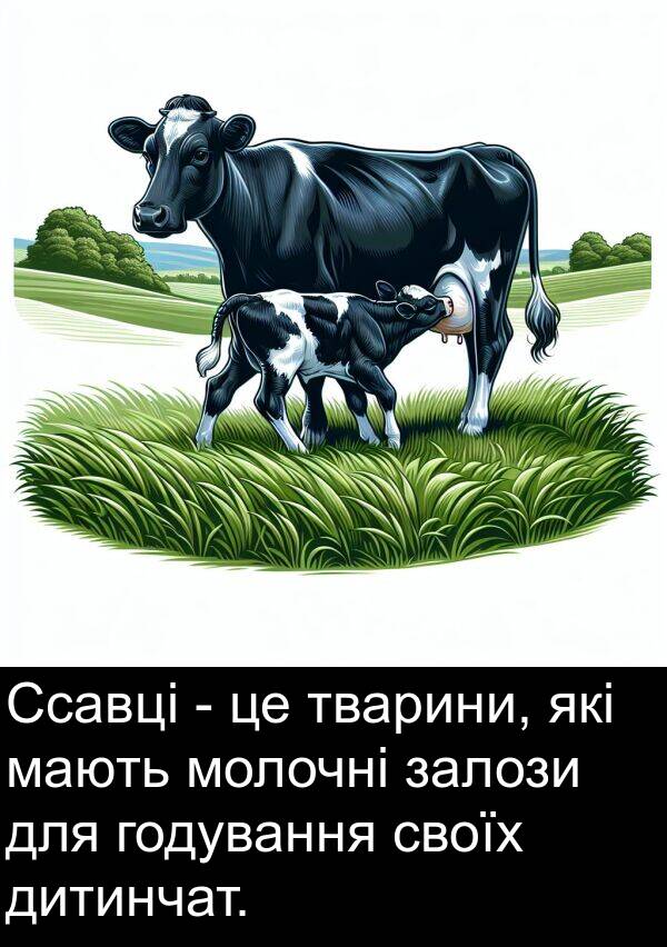 мають: Ссавці - це тварини, які мають молочні залози для годування своїх дитинчат.