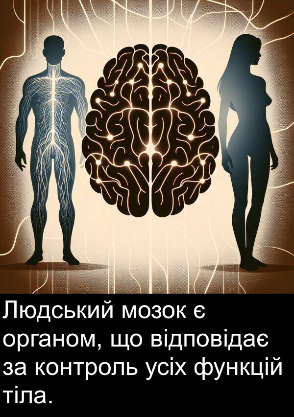 відповідає: Людський мозок є органом, що відповідає за контроль усіх функцій тіла.