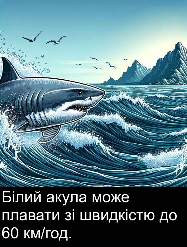 акула: Білий акула може плавати зі швидкістю до 60 км/год.