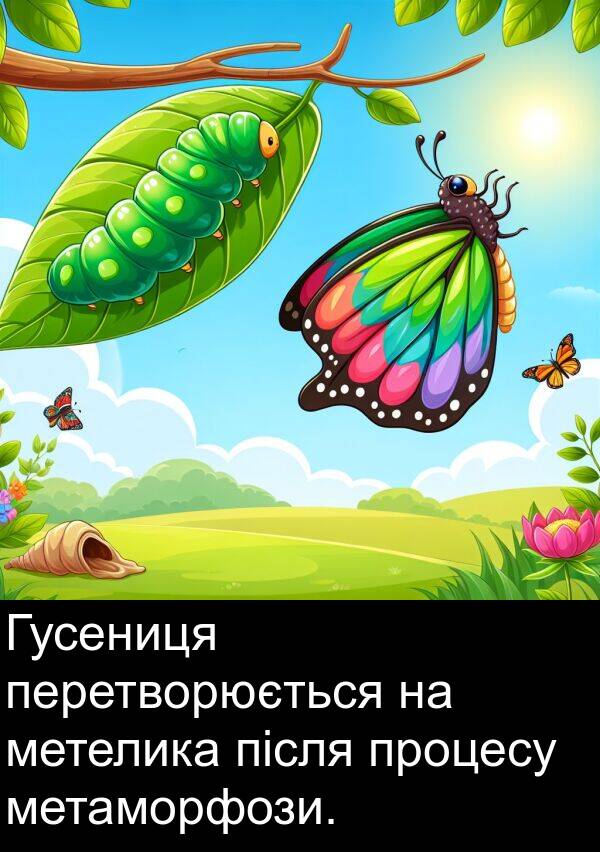 після: Гусениця перетворюється на метелика після процесу метаморфози.