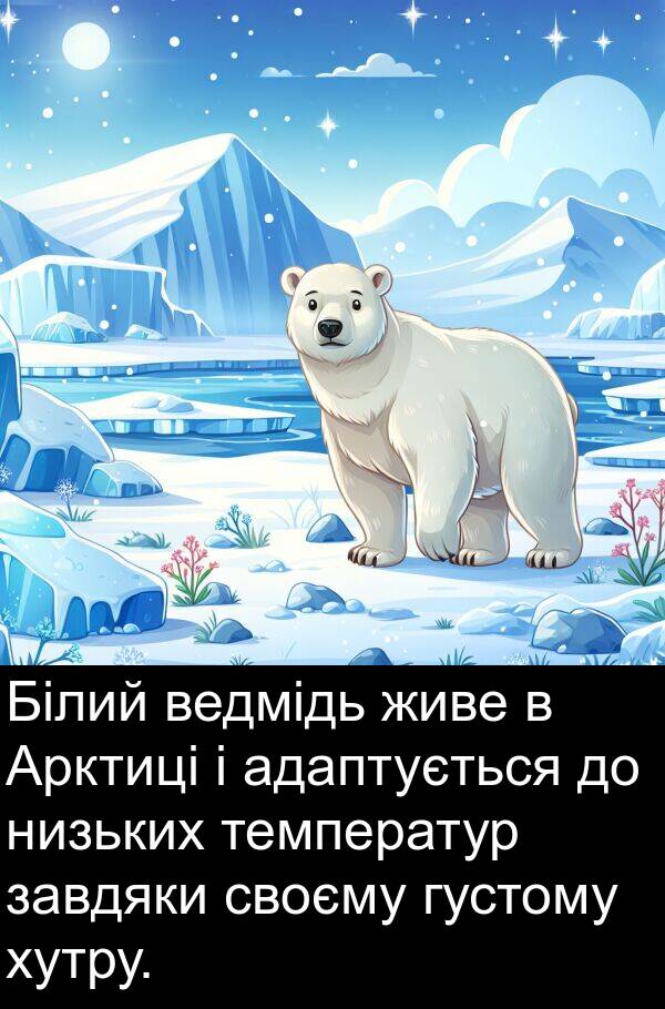 завдяки: Білий ведмідь живе в Арктиці і адаптується до низьких температур завдяки своєму густому хутру.