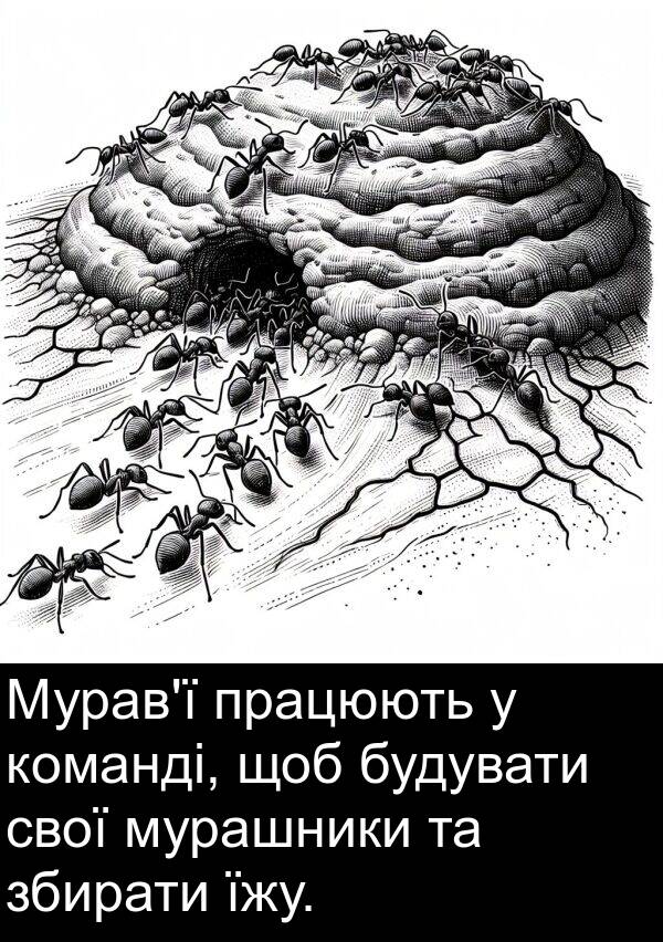 їжу: Мурав'ї працюють у команді, щоб будувати свої мурашники та збирати їжу.
