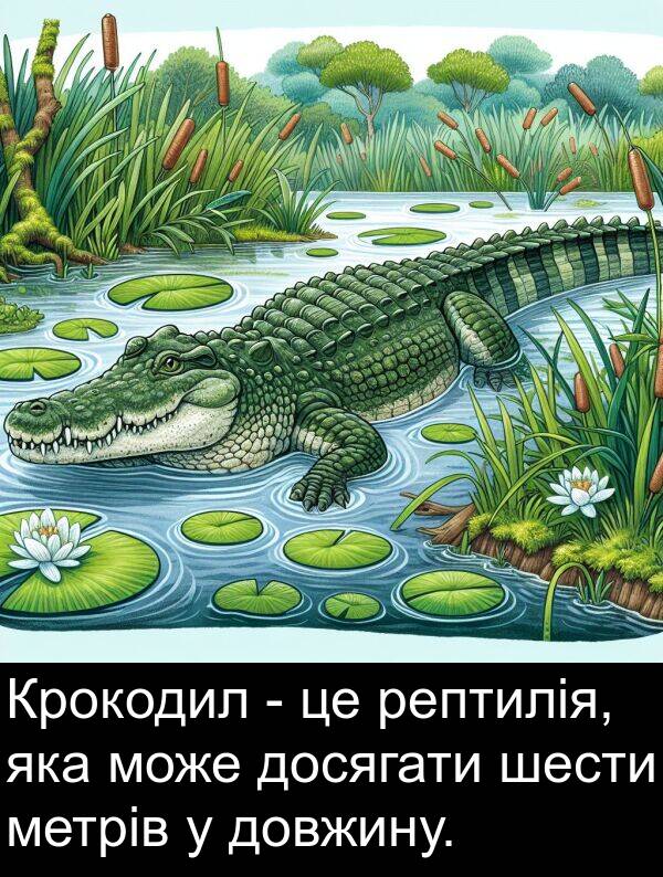 рептилія: Крокодил - це рептилія, яка може досягати шести метрів у довжину.