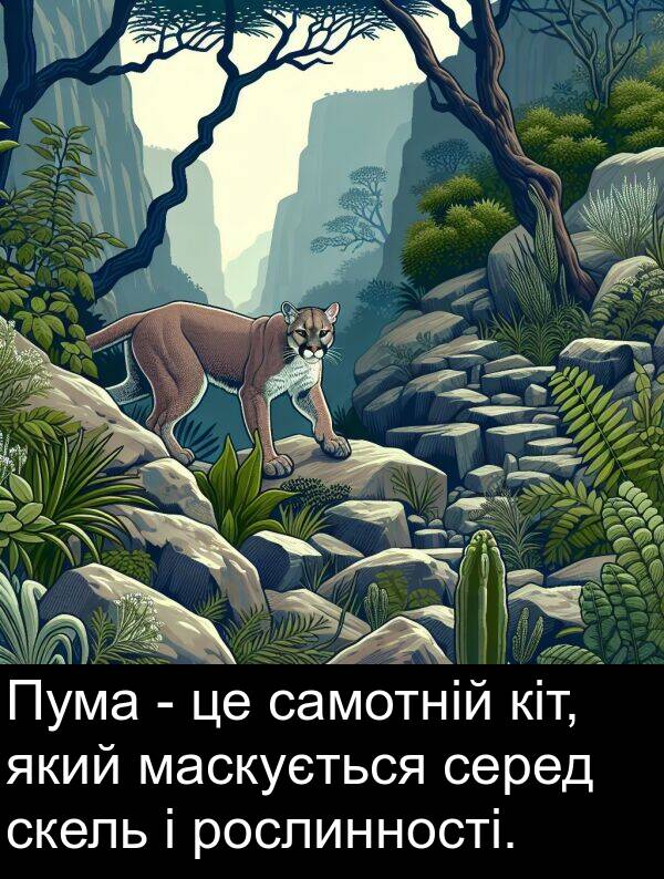 маскується: Пума - це самотній кіт, який маскується серед скель і рослинності.