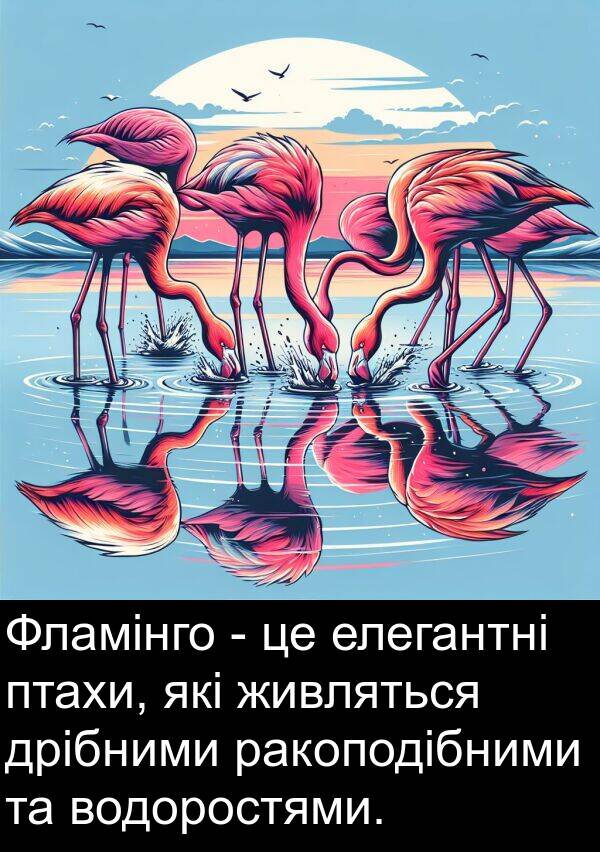 ракоподібними: Фламінго - це елегантні птахи, які живляться дрібними ракоподібними та водоростями.