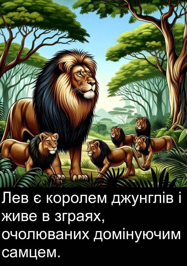 джунглів: Лев є королем джунглів і живе в зграях, очолюваних домінуючим самцем.