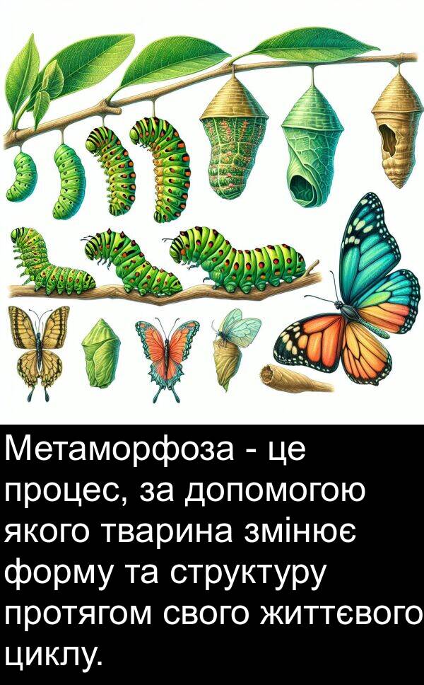 форму: Метаморфоза - це процес, за допомогою якого тварина змінює форму та структуру протягом свого життєвого циклу.