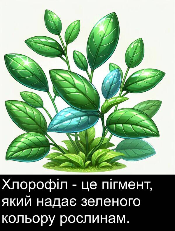 пігмент: Хлорофіл - це пігмент, який надає зеленого кольору рослинам.